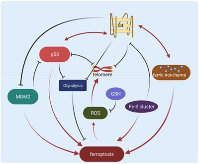 The potential interplay between G-quadruplex and p53: their roles in regulation of ferroptosis in cancer